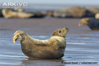 Illustration for article titled Pinnipednesday - Phoca vitulina Edition
